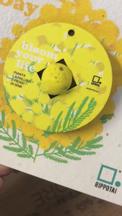 Idea Regalo Festa della Donna: Un Dono Ecologico e Significativo - Set da 3