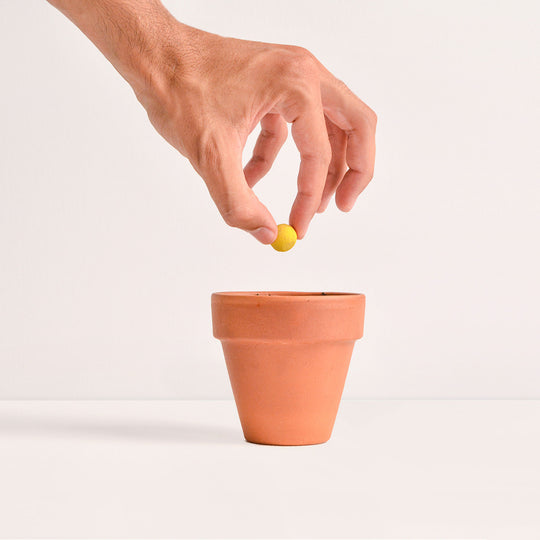 Cuori San Valentino – Portachiavi con Semi che Fioriscono -kit da 2