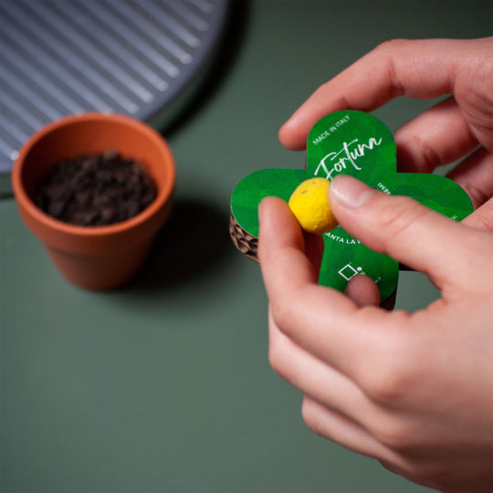 Quadrifogli Portafortuna Ecologici - Kit da 2 con Bombe di Semi di Fiori per Eventi e Regali