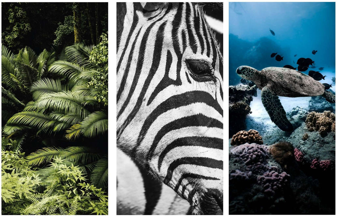 The exhibition dedicated to the environment by Rippotai stops at Ecomondo