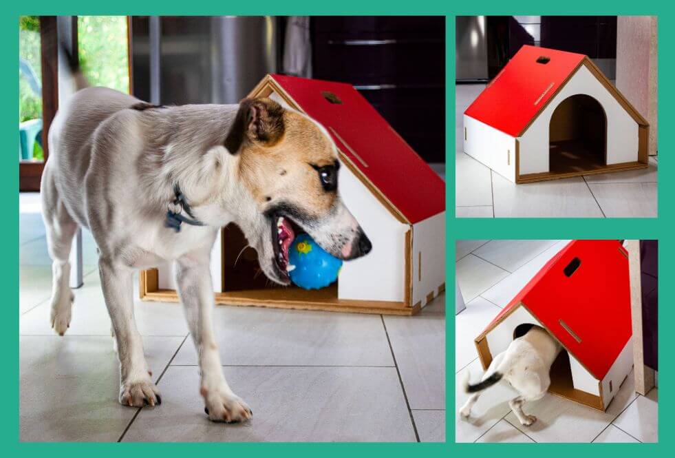 Come scegliere la cuccia per cani da interno chiusa ideale