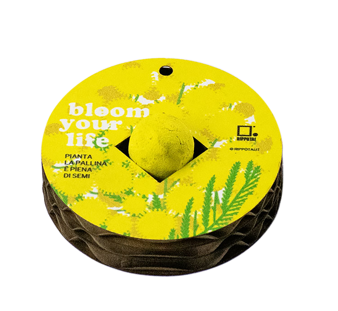 International Women's Day an eco-friendly gift idea to avoid cut flowers!