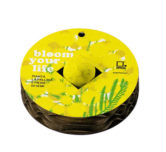 International Women's Day an eco-friendly gift idea to avoid cut flowers!