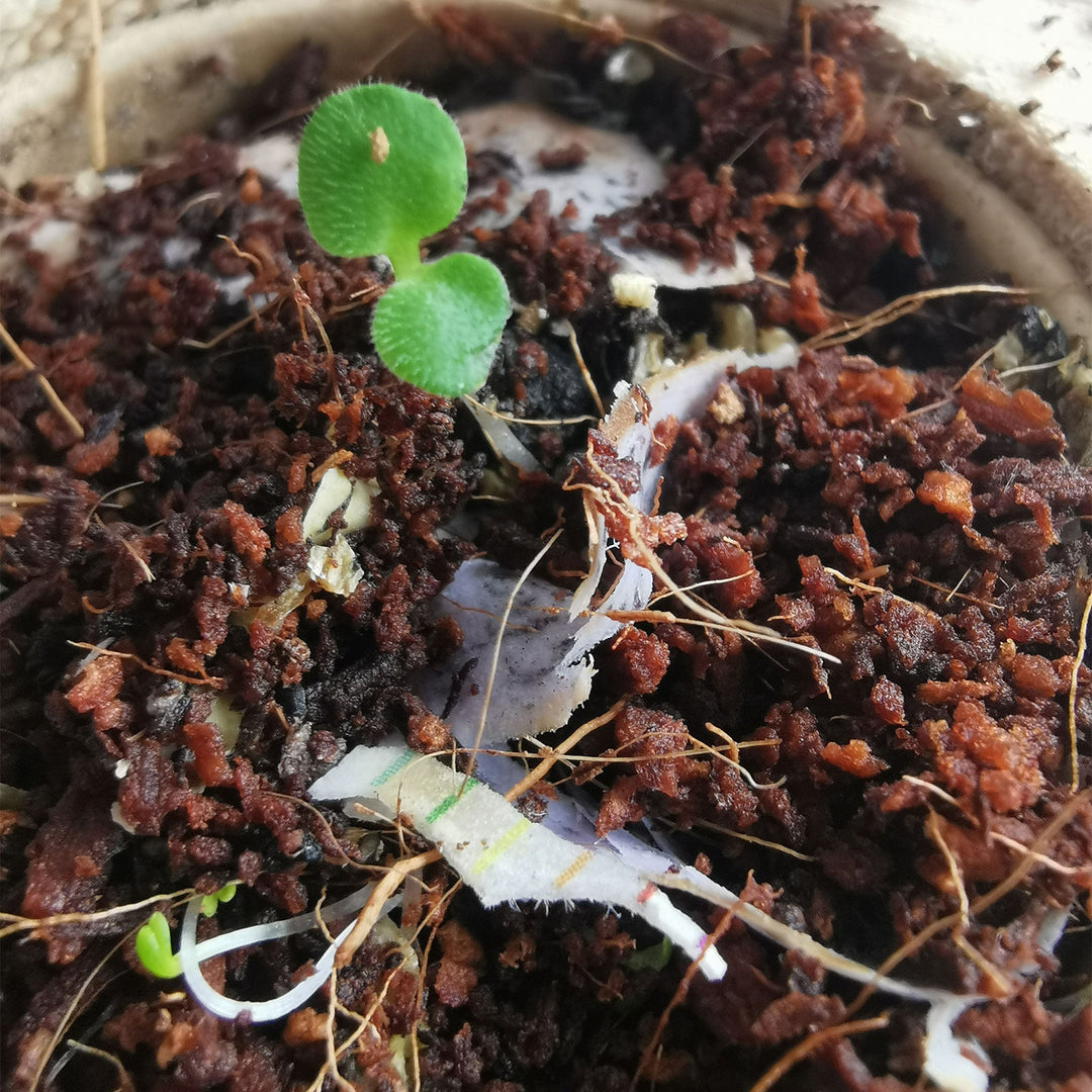Matite piantabili personalizzate con semi